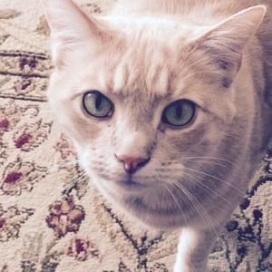 Meet your Posher, Diane